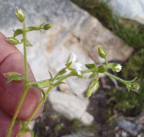 Cerastium capense (Cerastium capense)