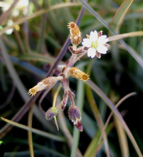 Cerastium capense (Cerastium capense)