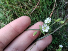 Cerastium capense (Cerastium capense)