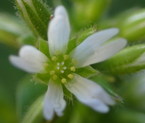 Cerastium capense (Cerastium capense)