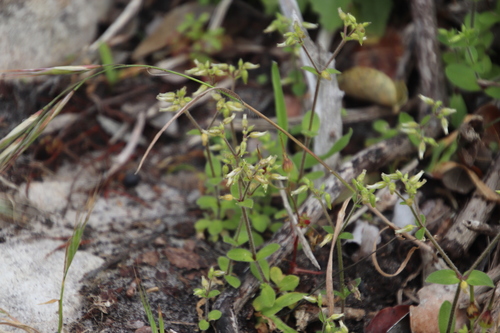 Cerastium capense (Cerastium capense)