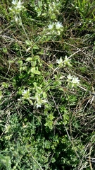 Cerastium capense (Cerastium capense)