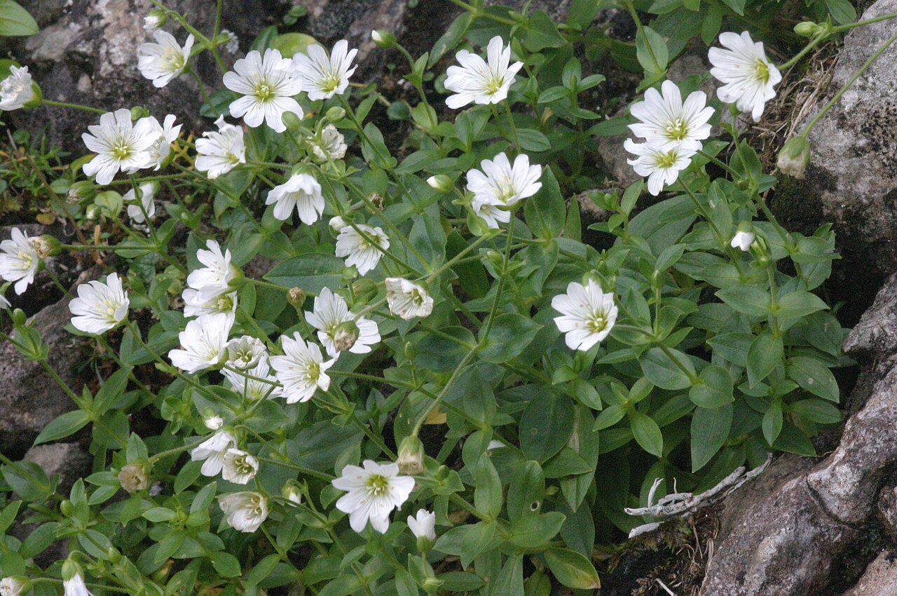 Cerastium carinthiacum: Cerastium carinthiacum subsp. carinthiacum