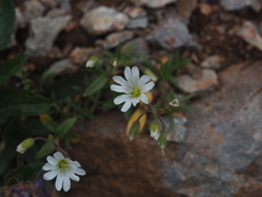 Cerastium carinthiacum (Cerastium carinthiacum)