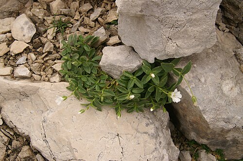 Cerastium carinthiacum: Koroška smiljka nad Planiko (Triglav).
