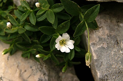 Cerastium carinthiacum: Koroška smiljka nad Planiko (Triglav).