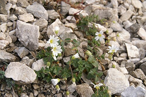 Cerastium carinthiacum: Koroška smiljka na Konjskem prevalu - Planika.