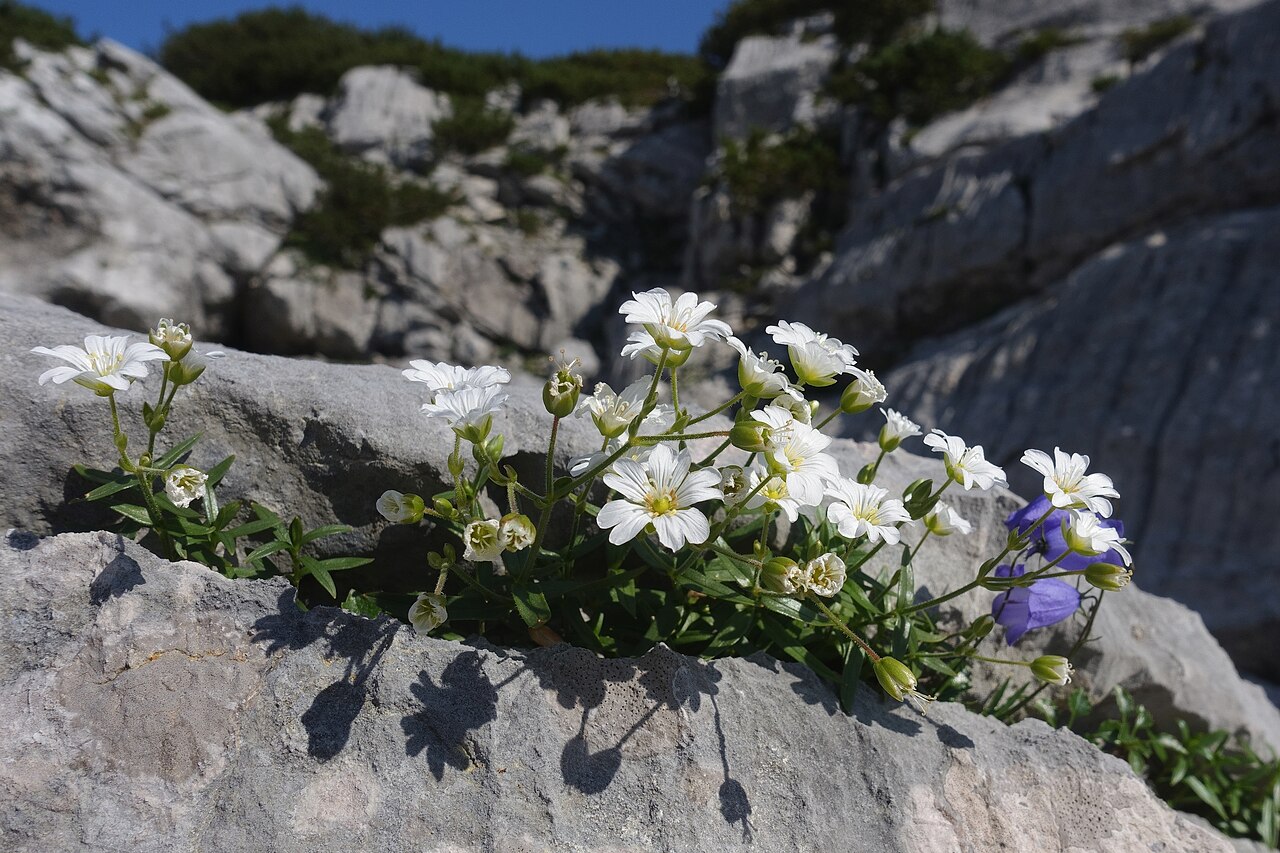 Cerastium carinthiacum: This media shows the nature reserve in Styria with the ID NSG 16 a.