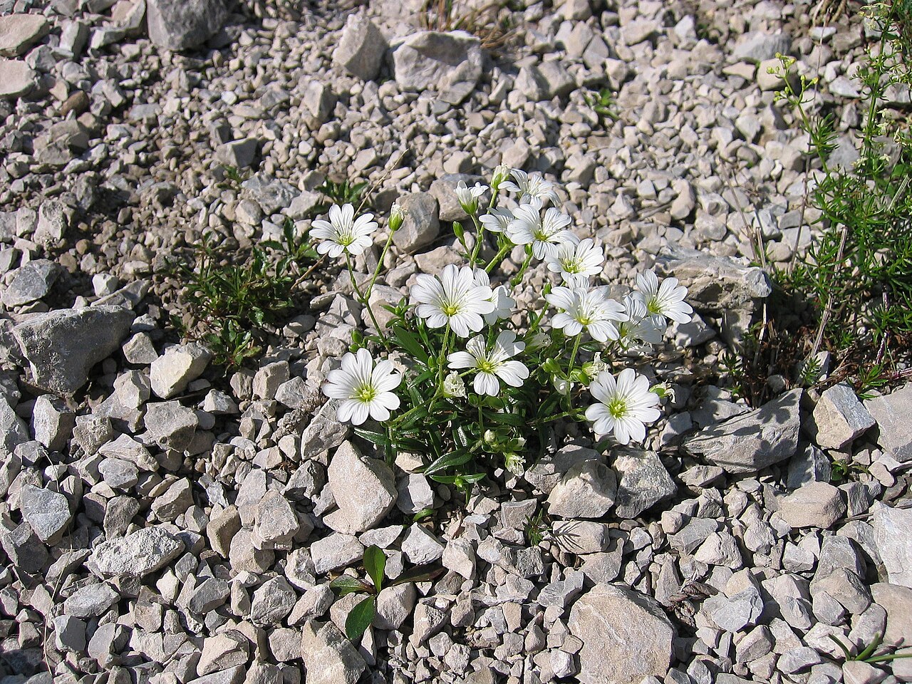 Cerastium carinthiacum: Cerastium carinthiacum subsp. carinthiacum Hinterstoder / Upper Austria, Austria