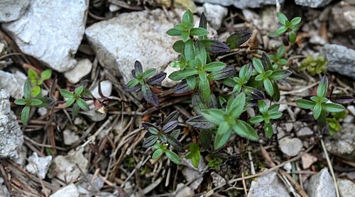 Cerastium carinthiacum: Slowenien , Julische Alpen : Botanischer Garten Alpinum Juliana in Trenta : Kärntner_Hornkraut