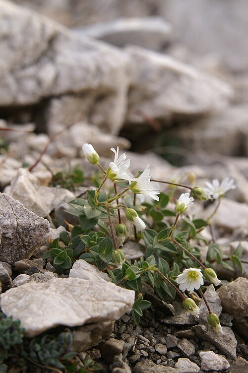Cerastium carinthiacum: Koroška smiljka na Konjskem prevalu - Planika.