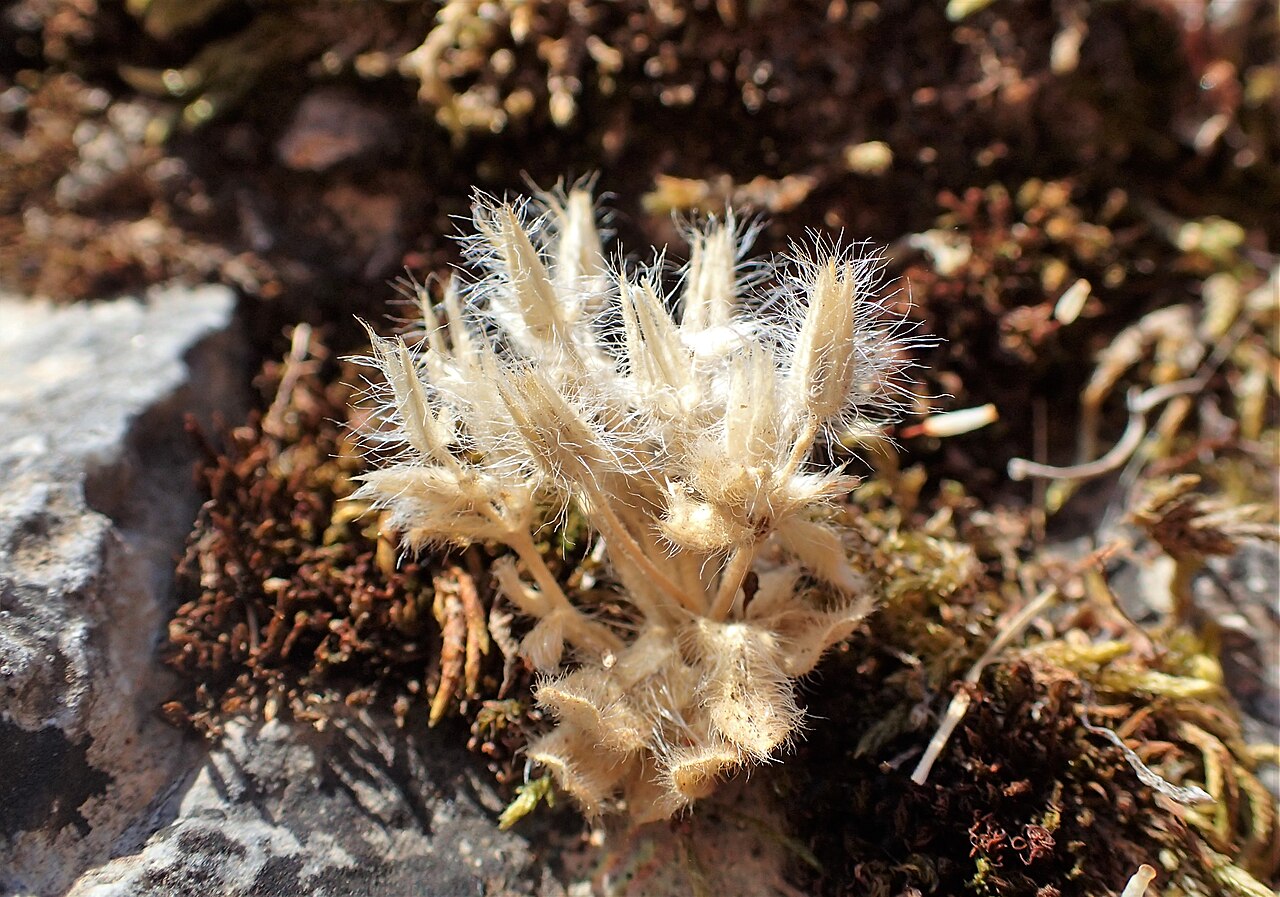 Cerastium comatum: Cerastium comatum in Impros Gorge, Crete, Greece