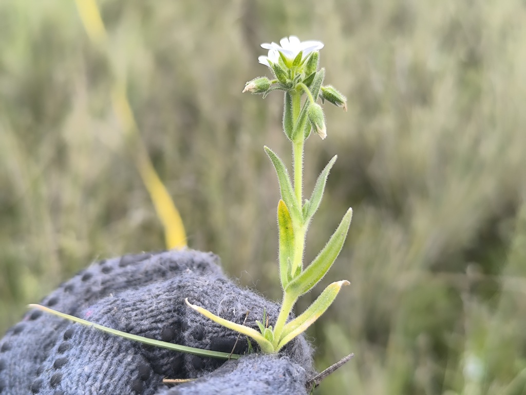 Cerastium danguyi (Cerastium danguyi)