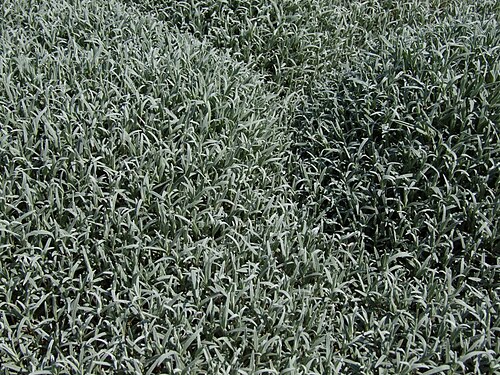 Cerastium decalvans: Cerastium decalvans