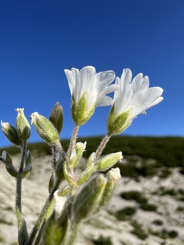 Cerastium decalvans (Cerastium decalvans)