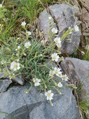 Cerastium decalvans (Cerastium decalvans)
