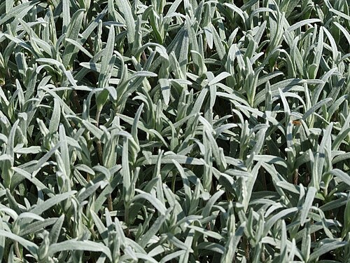 Cerastium decalvans: Cerastium decalvans