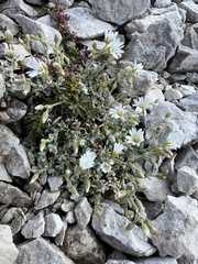 Cerastium decalvans (Cerastium decalvans)