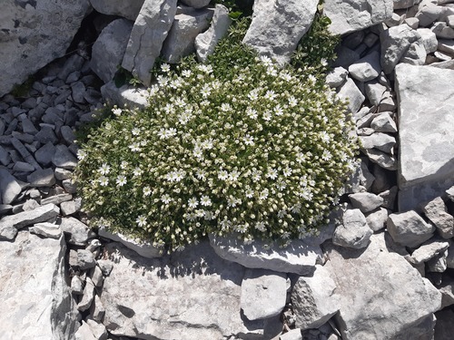 Cerastium dinaricum (Cerastium dinaricum)