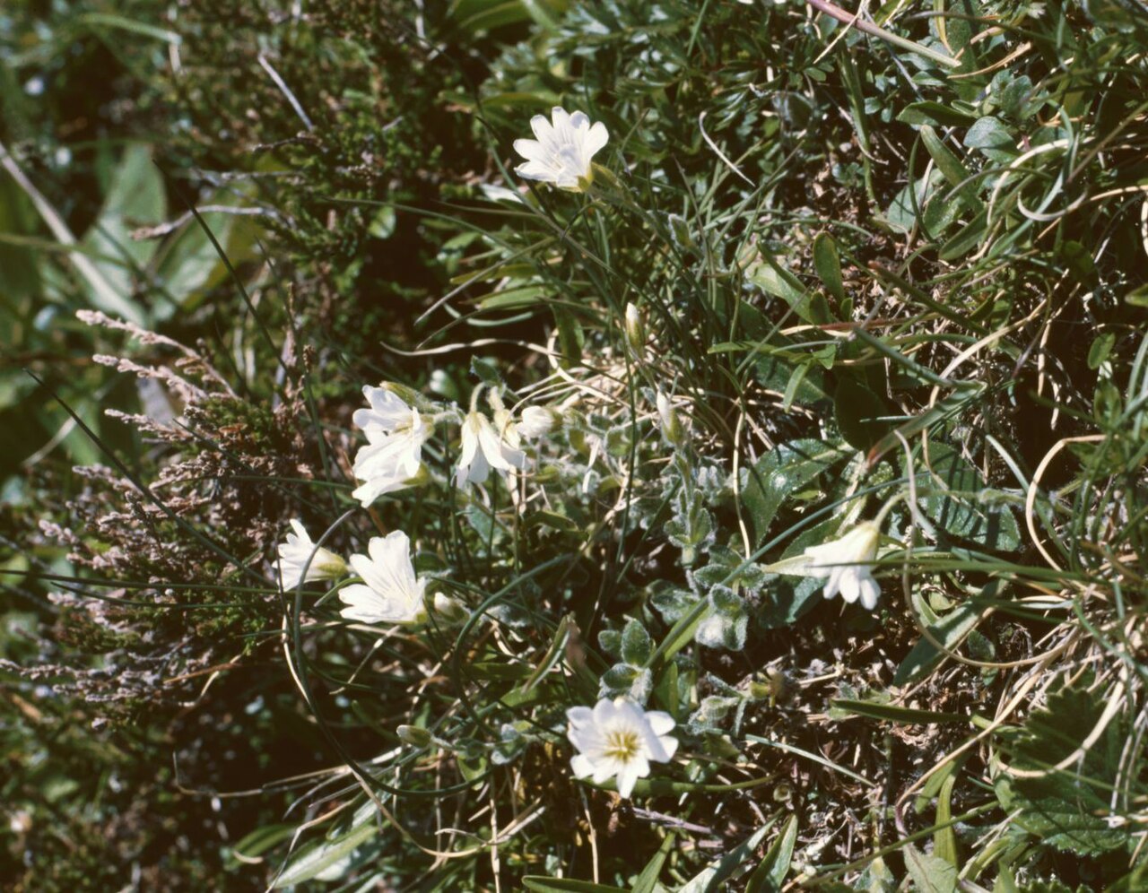Cerastium eriophorum: Wolliges Alpen-Hornkraut ( Cerastium eriophorum ), Nelkengewächse (Caryophyllaceae) - Österreich/Austria/Autriche: Steiermark, Wölzer Tauern, Zinken