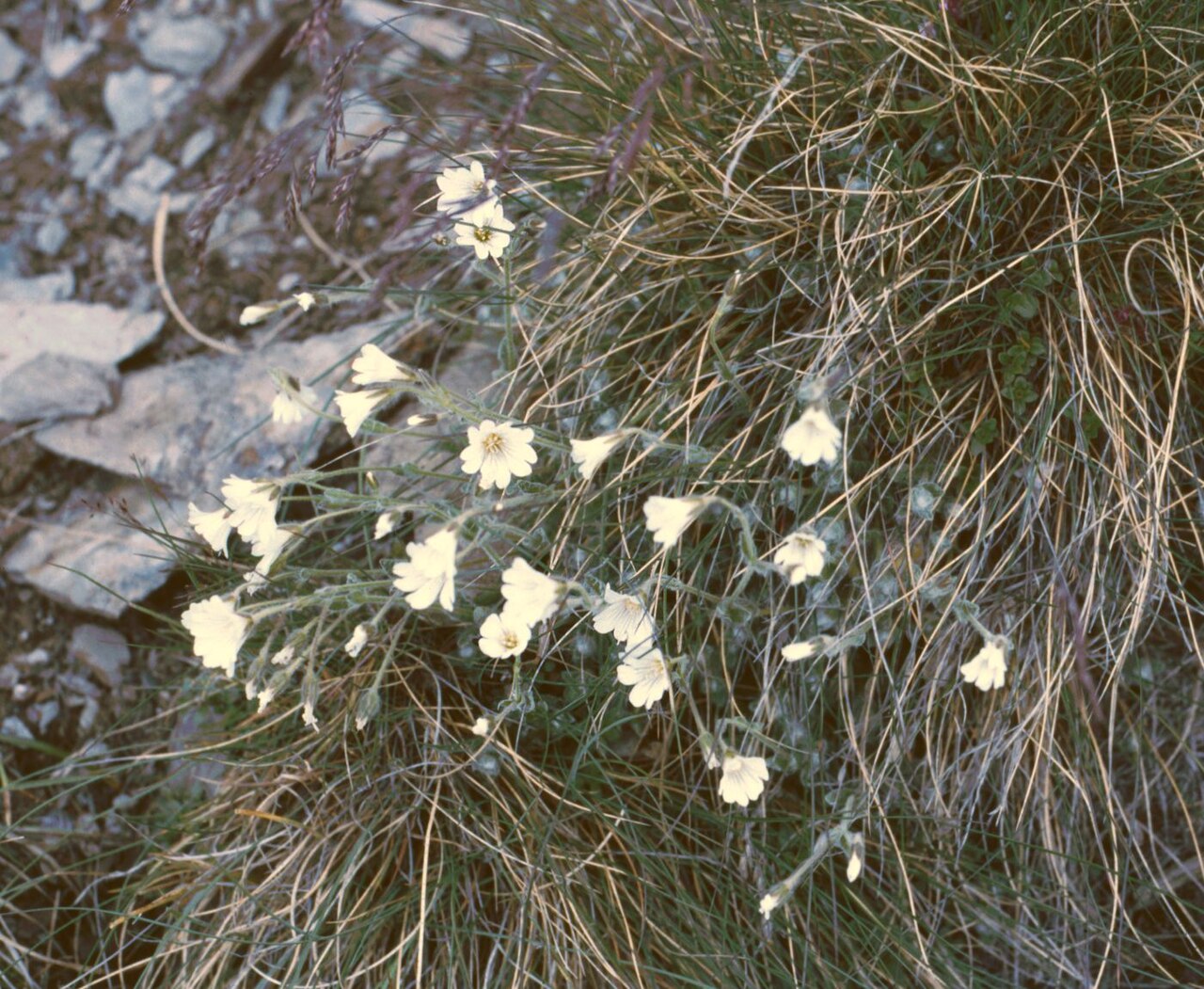 Cerastium eriophorum: Wolliges Alpen-Hornkraut ( Cerastium eriophorum ), Nelkengewächse (Caryophyllaceae) - Österreich/Austria/Autriche: Gurktaler Alpen, Gruft