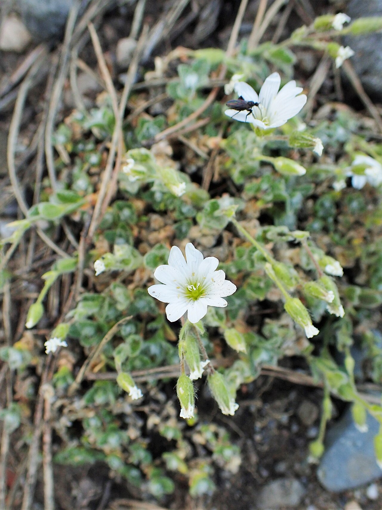 Cerastium eriophorum: Cerastium eriophorum in Jibou Botanical Garden