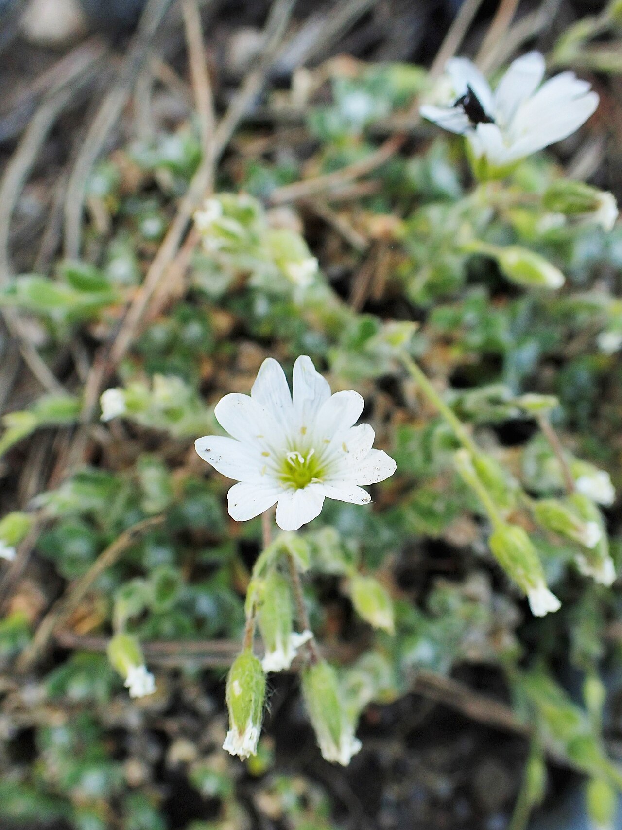 Cerastium eriophorum: Cerastium eriophorum in Jibou Botanical Garden