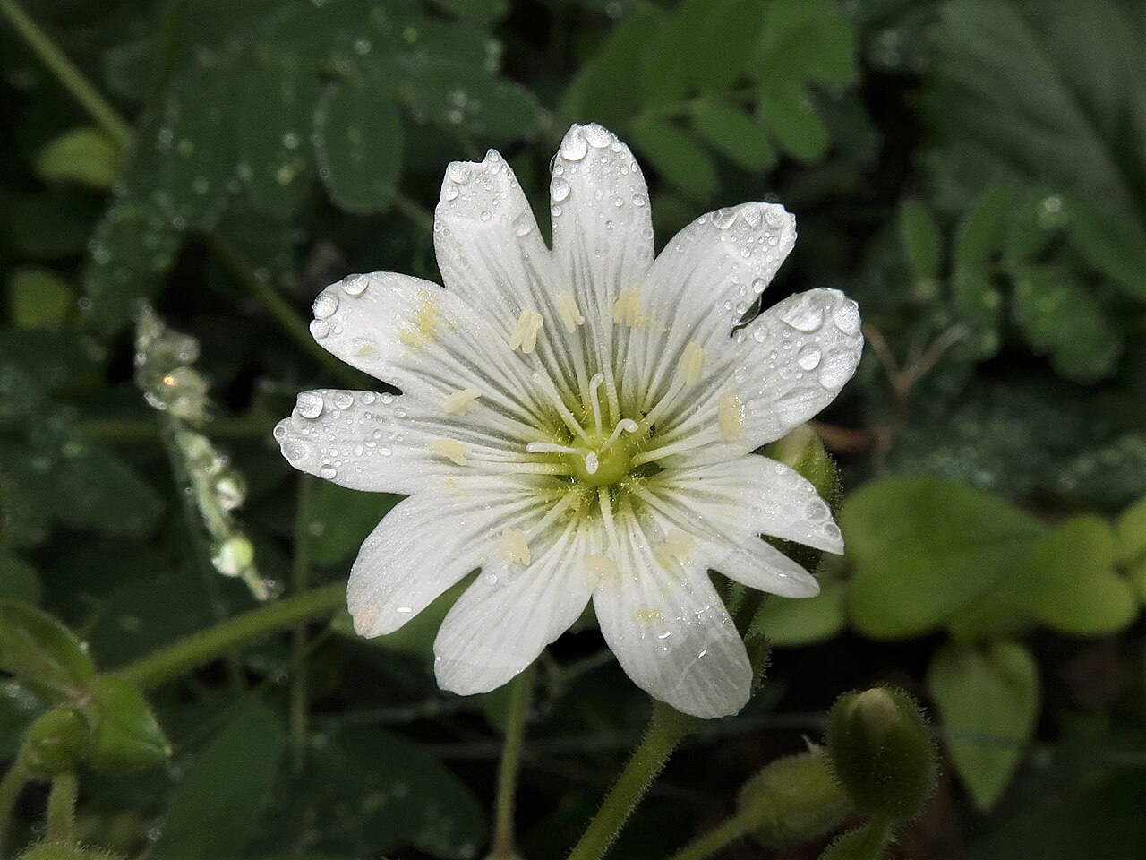 Fischer's chickweed: Cerastium fischerianum , Shimokita Peninsula, Aomori pref., Japan