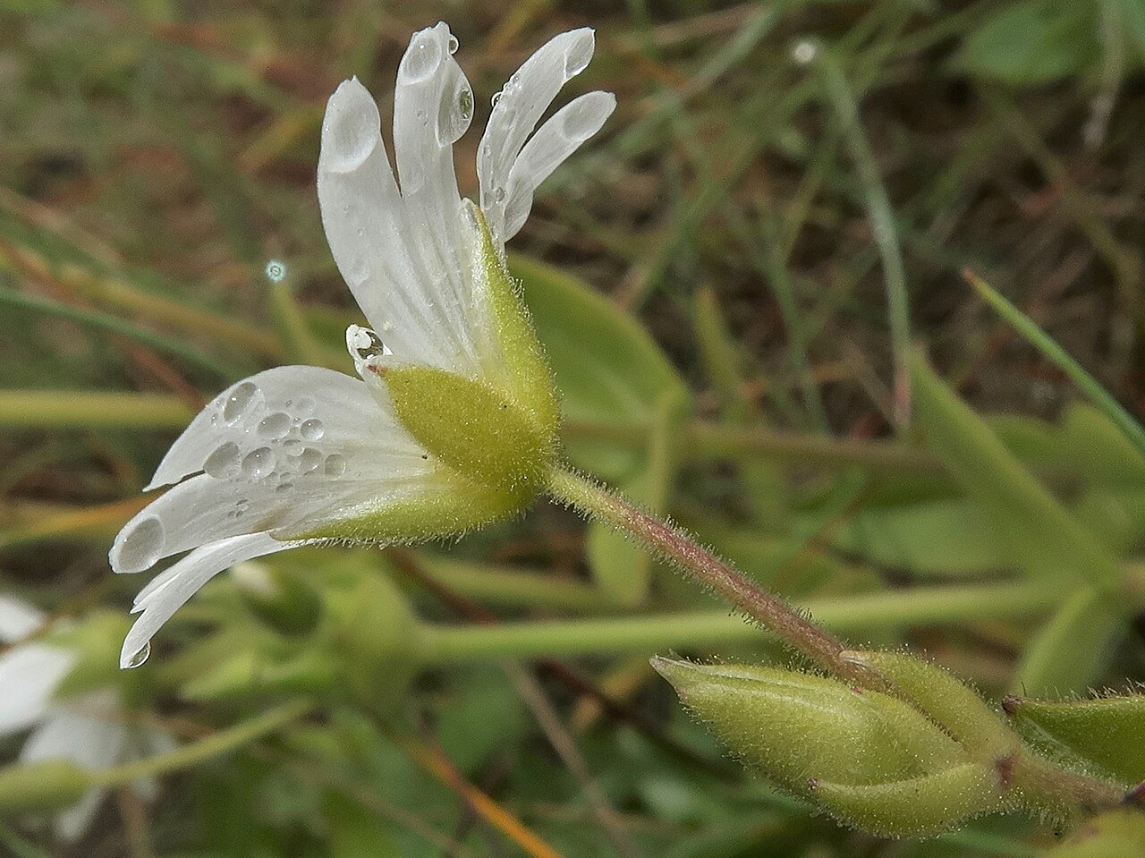 Fischer's chickweed: Cerastium fischerianum , Shimokita Peninsula, Aomori pref., Japan