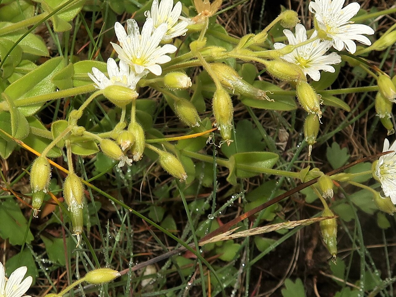 Fischer's chickweed: Cerastium fischerianum , Shimokita Peninsula, Aomori pref., Japan