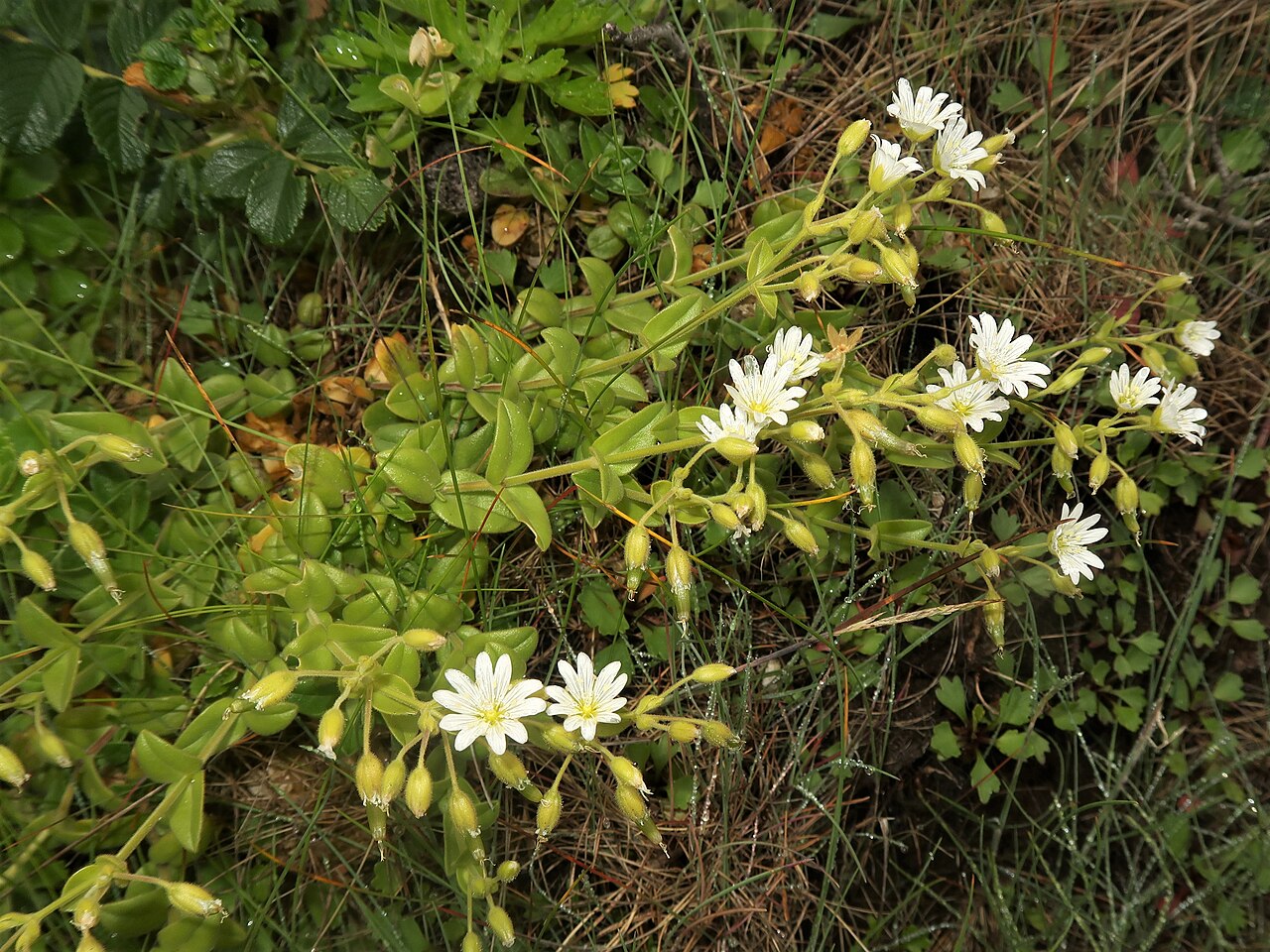 Fischer's chickweed: Cerastium fischerianum , Shimokita Peninsula, Aomori pref., Japan