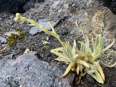 Cerastium floccosum (Cerastium floccosum)