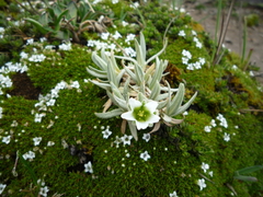 Cerastium floccosum (Cerastium floccosum)
