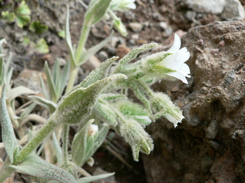 Cerastium floccosum (Cerastium floccosum)