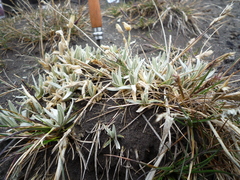 Cerastium floccosum (Cerastium floccosum)