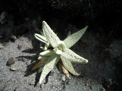 Cerastium floccosum (Cerastium floccosum)