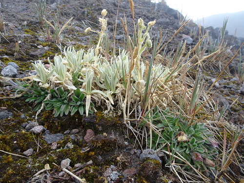 Cerastium floccosum (Cerastium floccosum)