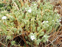 Cerastium floccosum (Cerastium floccosum)