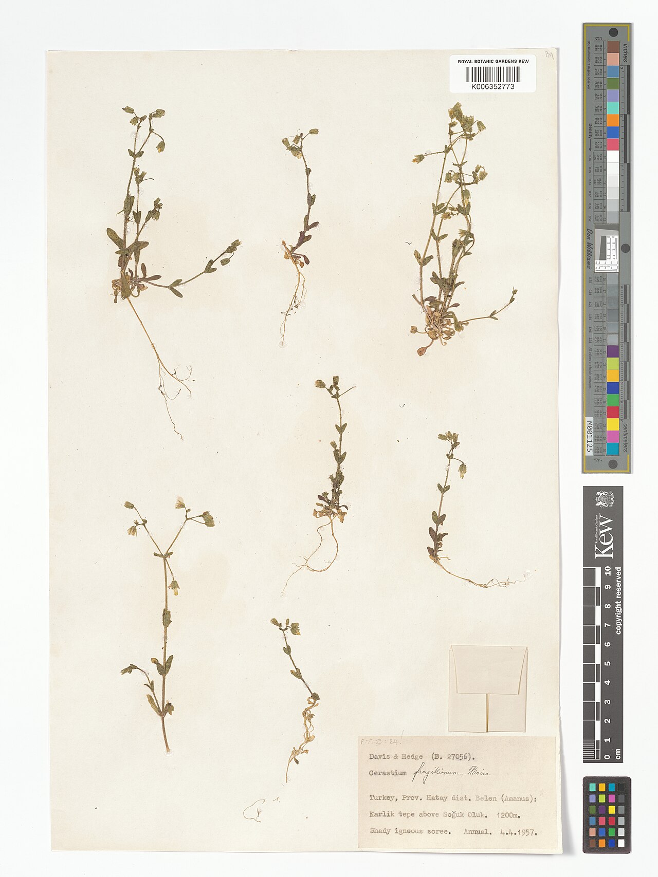 Cerastium fragillimum: Cerastium fragillimum — Herbarium specimen from Belen (Amanus), Karlik tepe above Soguk Oluk., Türkiye. Collected by Davis, P.H.; Hedge, I.C. (1957-04-04). Reco