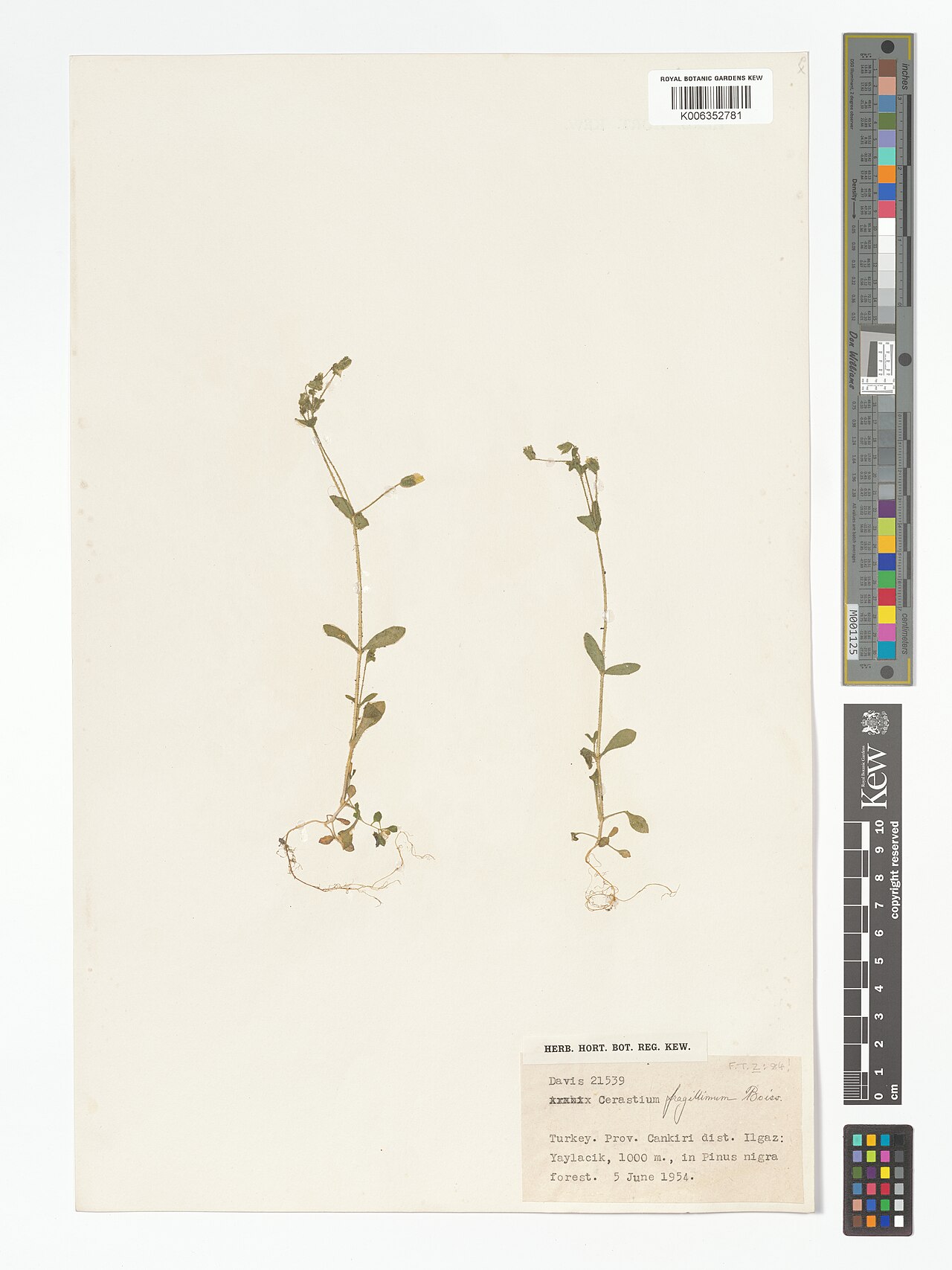 Cerastium fragillimum: Cerastium fragillimum — Herbarium specimen from dist. Ilgaz, Yaylacik, Türkiye. Collected by Davis (1954-06-05). Recorded in GBIF occurrence 5083270373 .