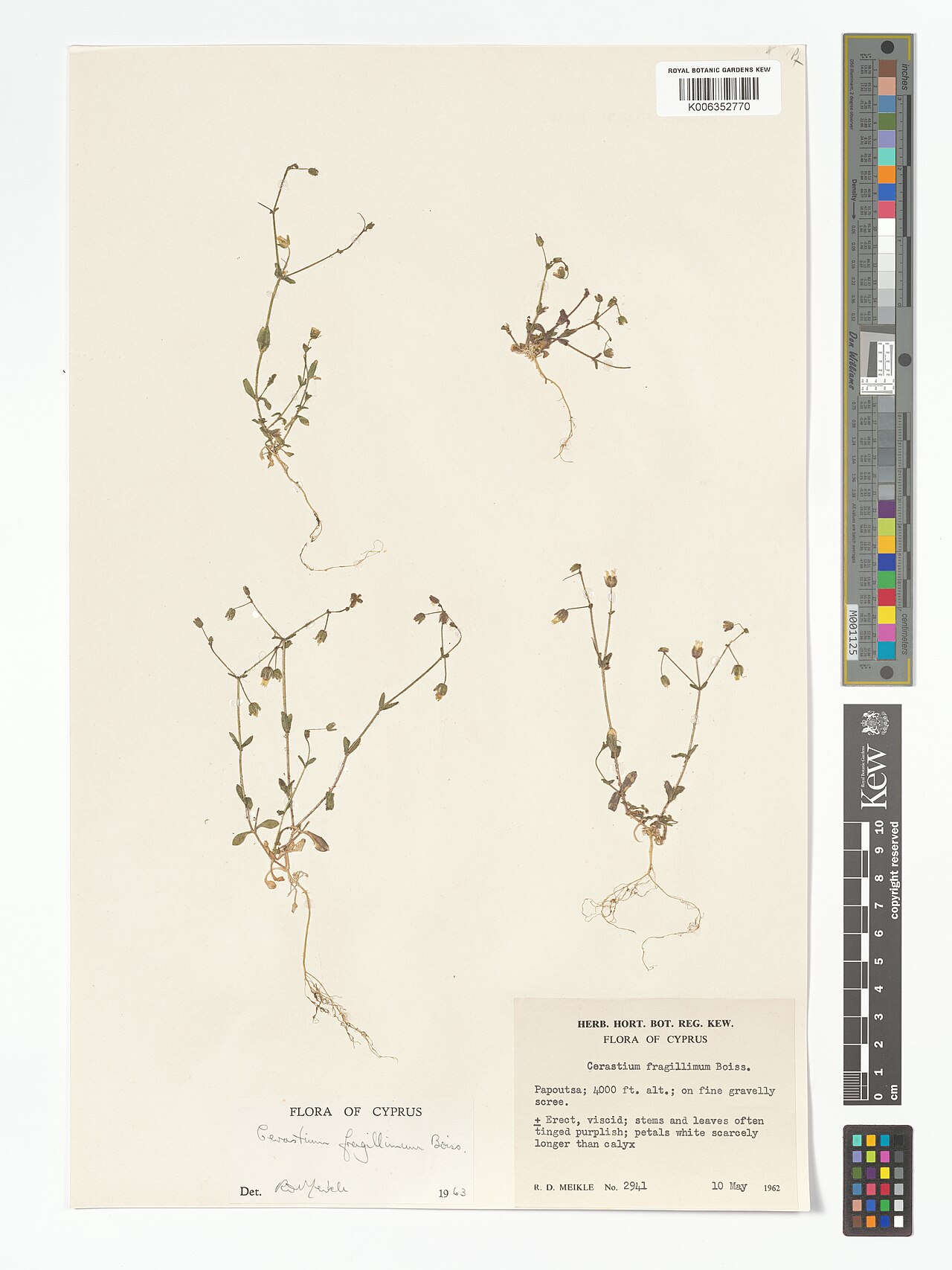 Cerastium fragillimum: Cerastium fragillimum — Herbarium specimen from Papoutsa, Cyprus. Collected by Meikle, R.D. (1962-05-10). Recorded in GBIF occurrence 5083279451 .