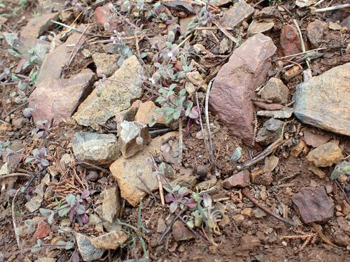 Cerastium fragillimum (Cerastium fragillimum)