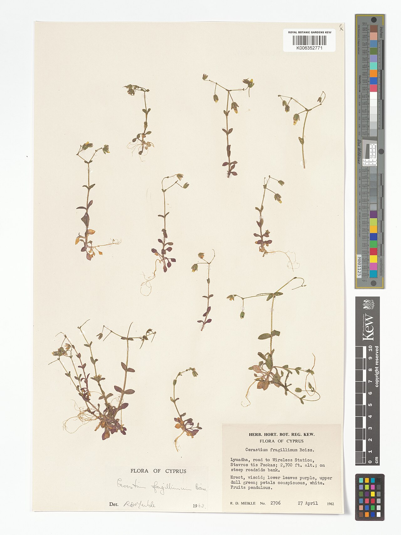 Cerastium fragillimum: Cerastium fragillimum — Herbarium specimen from Lymadha, road to Wireless Station, Stavros tis Psokas, Cyprus. Collected by Meikle, R.D. (1962-04-27). Recorded
