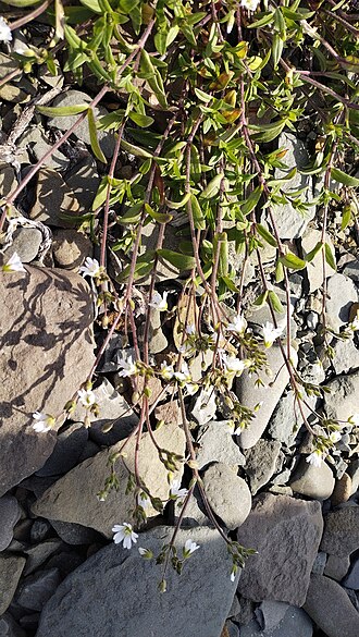 Cerastium furcatum: Cerastium furcatum in Russia