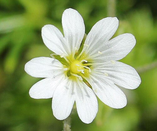 Cerastium furcatum: Flower of Cerastium furcatum var. ibukiense , in Mount Ibuki , Maibara, Shiga prefecture , Japan .