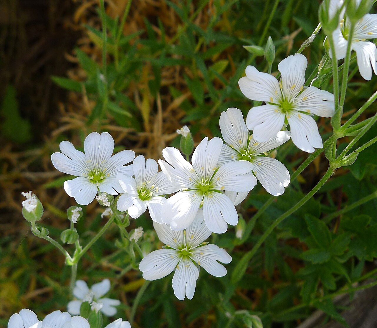 Cerastium gibraltaricum: Gibraltar Chickweed. Cerastium gibraltaricum