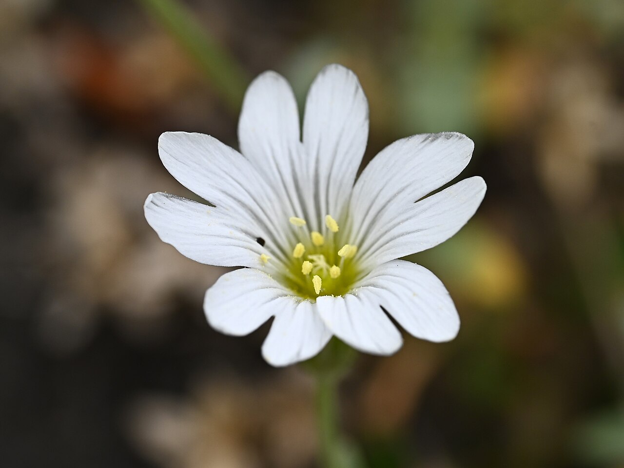 Cerastium gibraltaricum: Cerastium gibraltaricum in the Botanischer Garten, Berlin-Dahlem