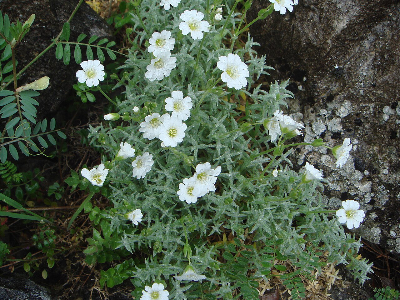 Cerastium gibraltaricum: Cerastium gibraltaricum , Grazalema, Cádiz