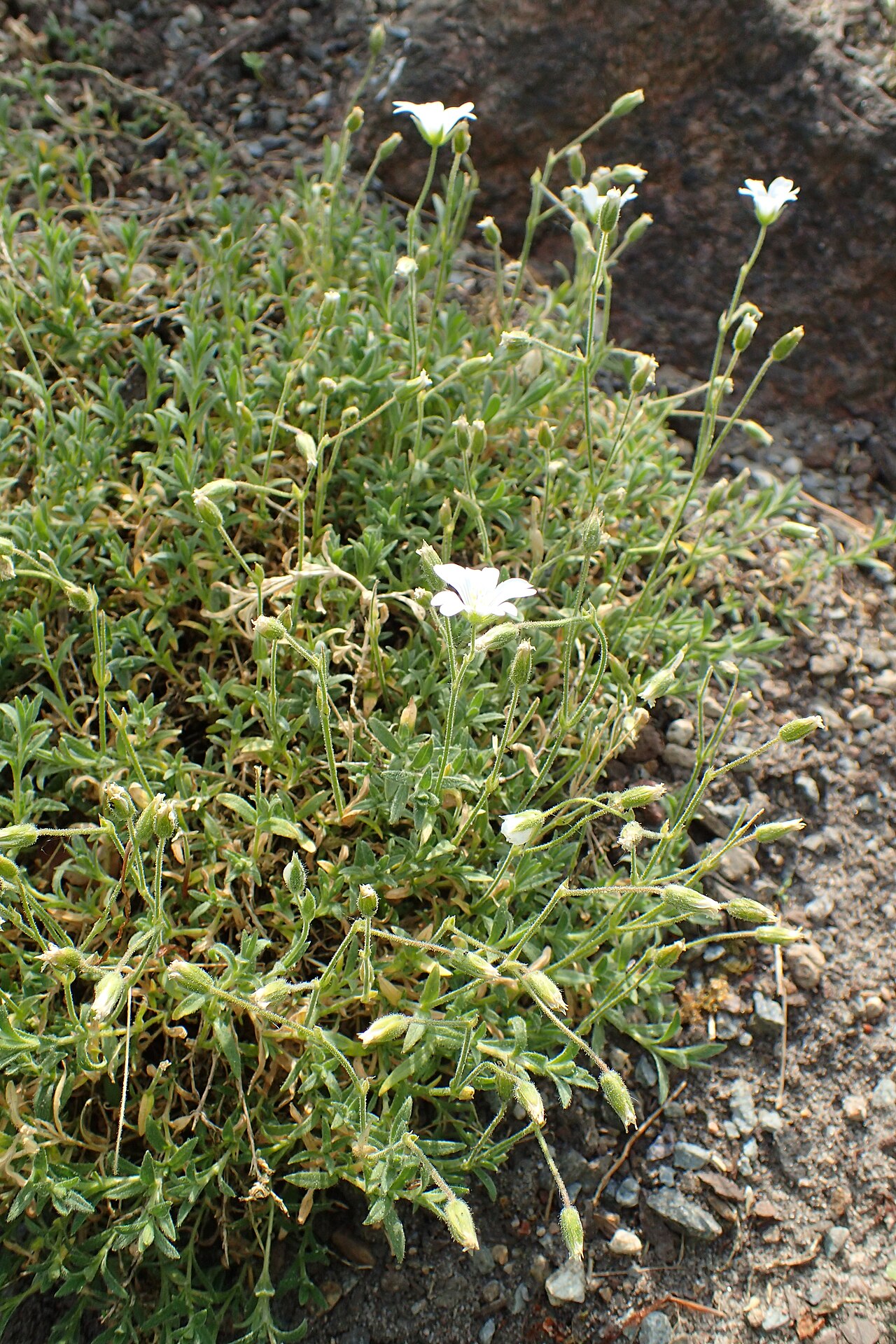 Cerastium gibraltaricum: Cerastium boissierianum
