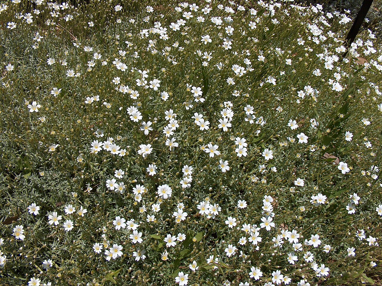 Cerastium gibraltaricum (Cerastium gibraltaricum)